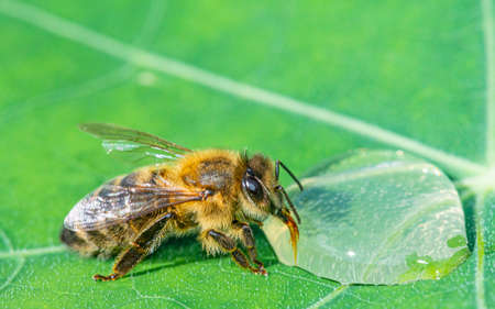 honey bee, Apis mellifera drinking water from a dewy leafの写真素材