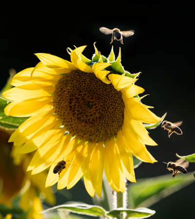 honey bees Apis mellifera drinking nectar from sunflower