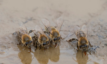 honey bees, Apis mellifera close up drinking water from a puddleの写真素材