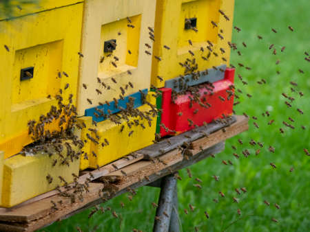 bee hive - bee breeding (Apis mellifera) close up