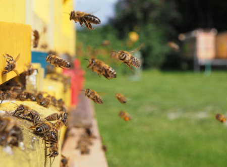bee hive - bee breeding (Apis mellifera) close upの写真素材