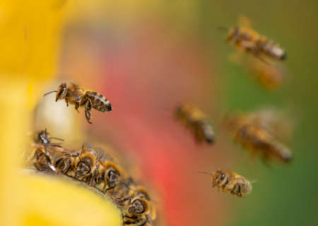bee hive - bee breeding (Apis mellifera) close upの写真素材
