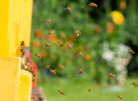 bee hive - bee breeding (Apis mellifera) close upの写真素材