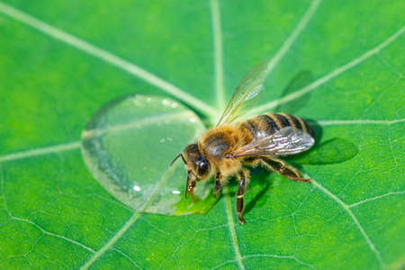 honey bee, Apis mellifera drinking water from a dewy leaf