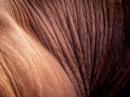 Brown cow fur in the detail - textureの写真素材