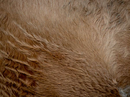 Brown cow fur in the detail - textureの写真素材