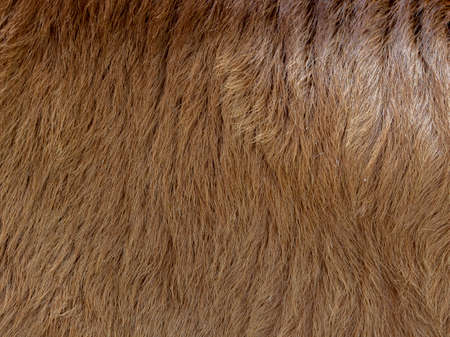 Brown cow fur in the detail - textureの写真素材