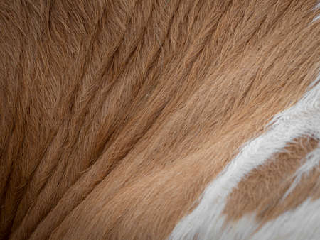 Brown and white cow fur in the detail - textureの写真素材