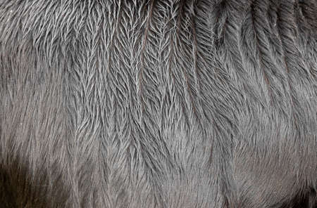 white cow fur in the detail - textureの写真素材