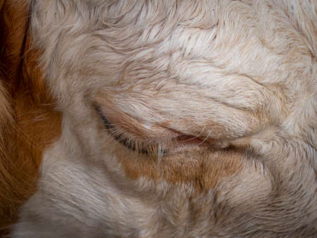 Brown and white cow eye in the detailの写真素材