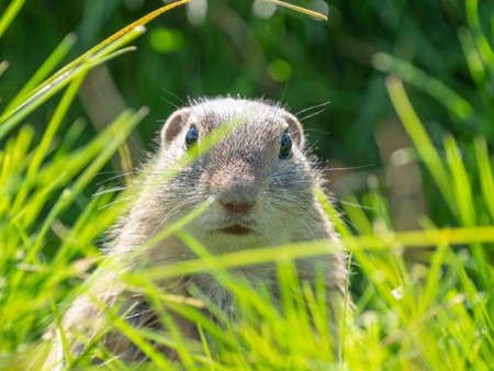 ground squirrel Spermophilus citellus on a meadowの写真素材