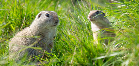 ground squirrel Spermophilus citellus on a meadowの写真素材