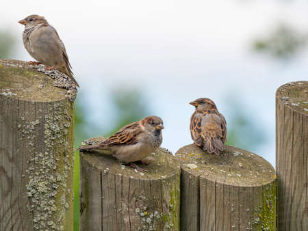 house sparrows (passer domesticus) on a garden fenceの写真素材