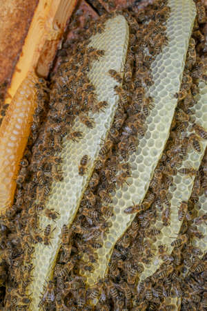 bee tree - bees (apis mellifera) living in hive from big tree