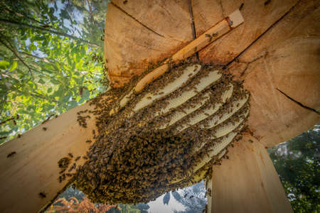 bee tree - bees (apis mellifera) living in hive from big tree
