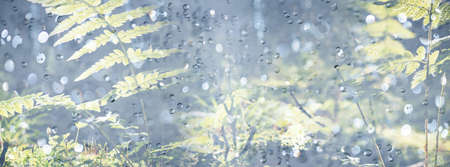 forest with moss, fern and light bokeh backgroundの写真素材