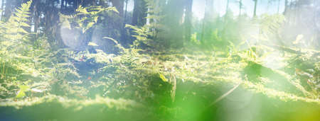forest with moss, fern and light bokeh background