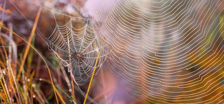 dew drop texture on spider mesh on green background