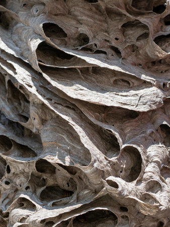 a wasp nest (Vespula vulgaris) close upの写真素材