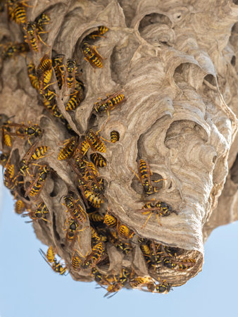a wasp nest (Vespula vulgaris) close upの写真素材