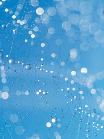 Dew drops on spider mesh, net - macro photographyの写真素材