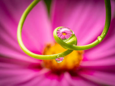 flower and dew drops - macro photoの写真素材