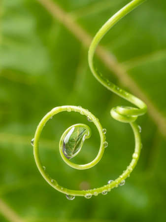 flower and dew drops - macro photo