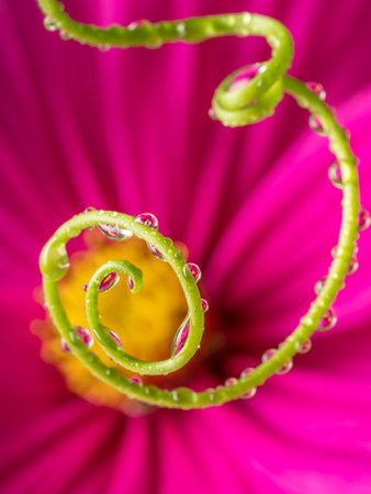 flower and dew drops - macro photoの写真素材