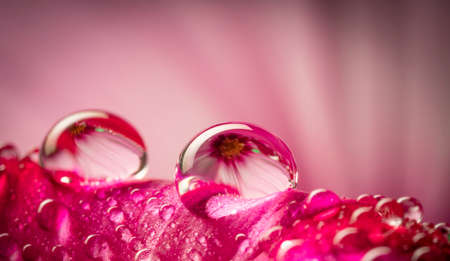 flower and dew drops - macro photoの写真素材