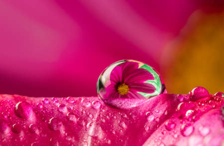 flower and dew drops - macro photoの写真素材