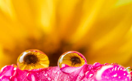 flower and dew drops - macro photoの写真素材