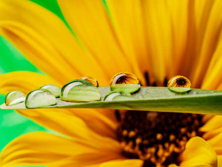 flower and dew drops - macro photoの写真素材
