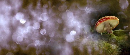 Mushrooms in mystery dark night forest