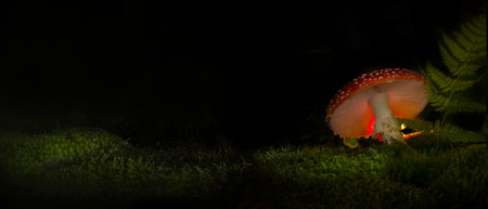 Mushrooms in mystery dark night forestの写真素材