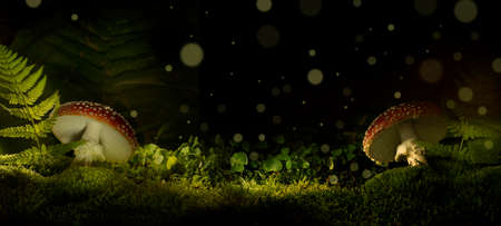 Mushrooms in mystery dark night forestの写真素材