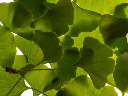 Green ginkgo leafs - Ginkgo biloba on white backgroundの写真素材
