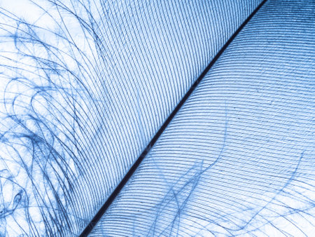 a little blue feather on a white backgroundの写真素材