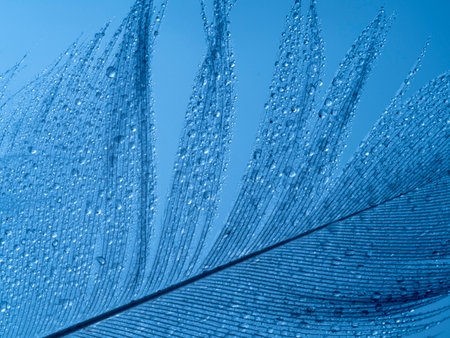 a little blue feather and water dropsの写真素材