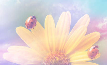 flower with rain drops and ladybird - macro photographyの写真素材