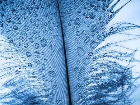 a little blue feather and water dropsの写真素材