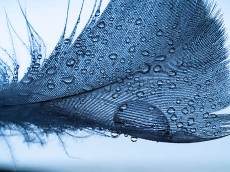 a little blue feather and water dropsの写真素材