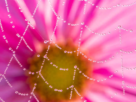 dewy spider web - net and flowers - macro photographyの写真素材