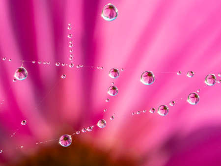 dewy spider web - net and flowers - macro photographyの写真素材