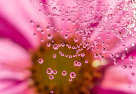 dewy spider web - net and flowers - macro photographyの写真素材