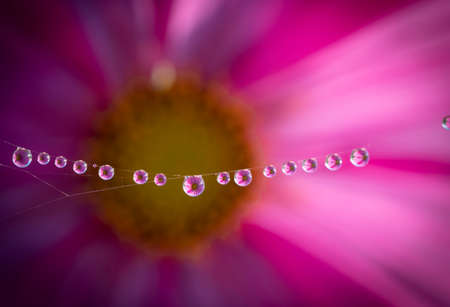 dewy spider web - net and flowers - macro photography