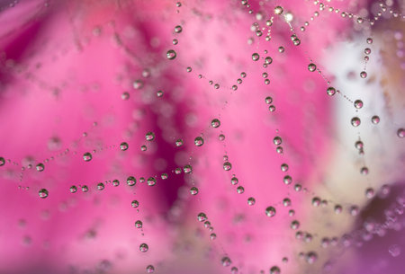 dewy spider web - net and flowers - macro photographyの写真素材