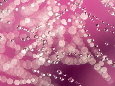 dewy spider web - net and flowers - macro photographyの写真素材