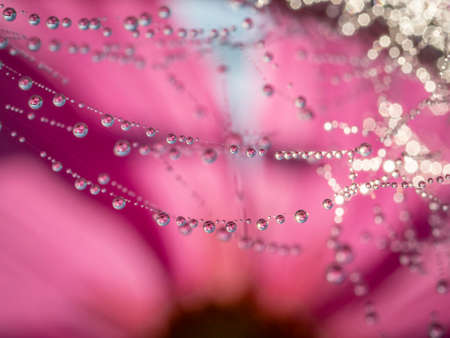 dewy spider web - net and flowers - macro photographyの写真素材