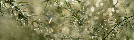 dewy plant and light bokeh - macro photographyの写真素材