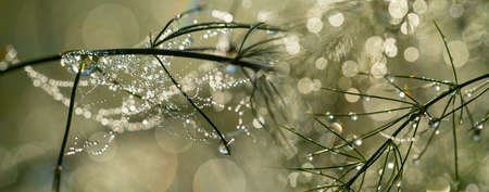 dewy plant and light bokeh - macro photographyの写真素材